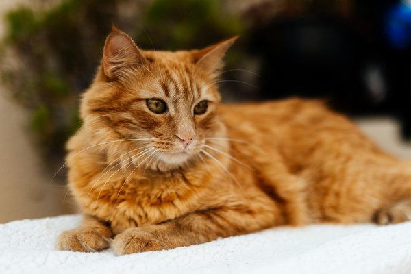 How can I identify and manage food allergies in my cat?
